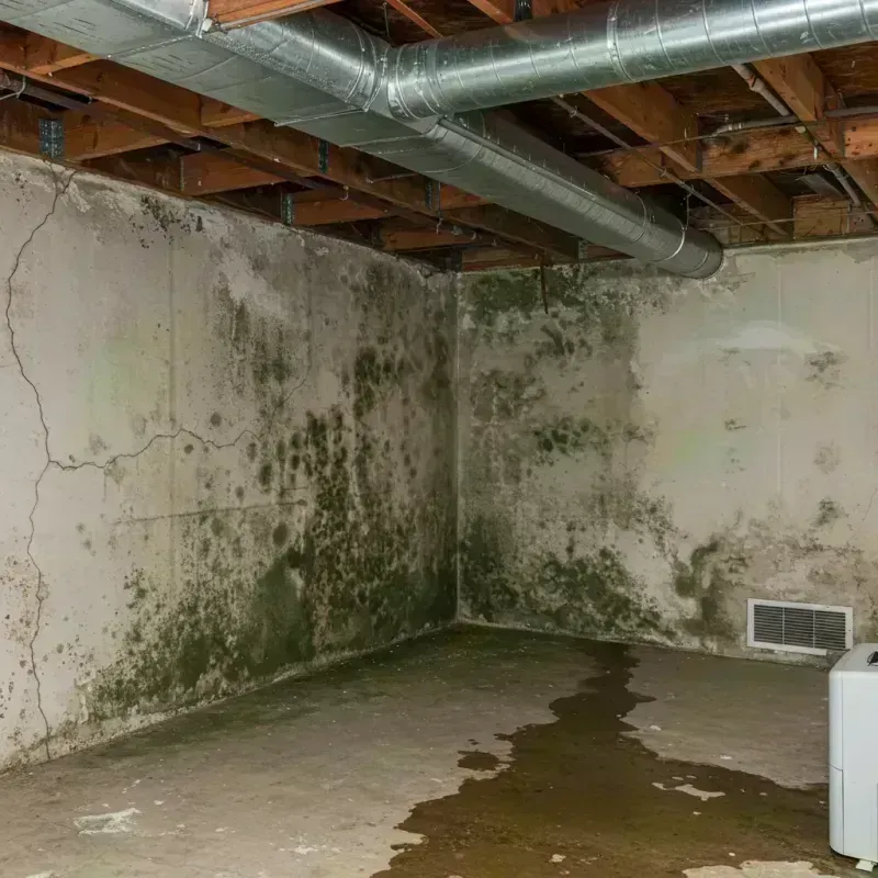 Professional Mold Removal in Montgomery, IL